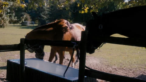 Horses in slow motion Stock Footage 163471505