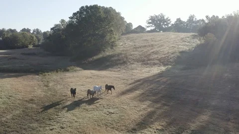 Horses - Slow Pull Stock Footage 119344622
