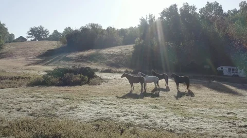Horses - Slow Push Stock Footage 119345372