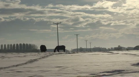 Horses in snow covered paddock. Stock Footage