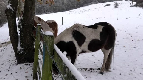 Horses in a snow covered paddock Stock Footage 269059383