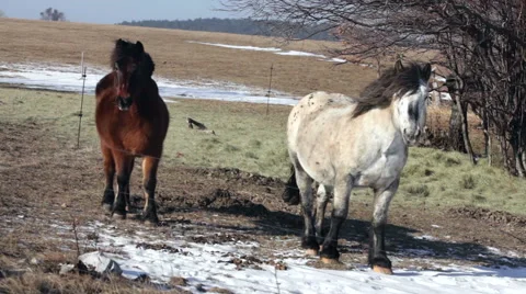 Horses in snow Stock Footage 47236695