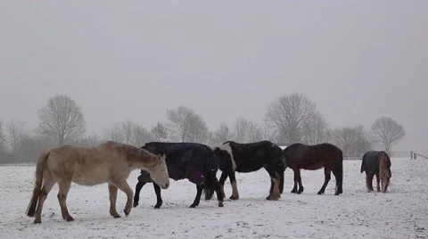 Horses in the snow Stock Footage 49970224