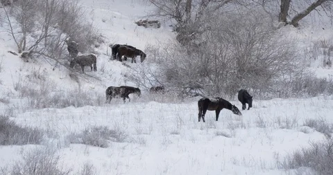 Horses in the snow Stock Footage 85631695