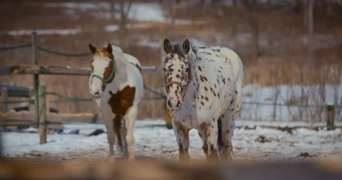 Horses in Snow Stock Footage 116671607