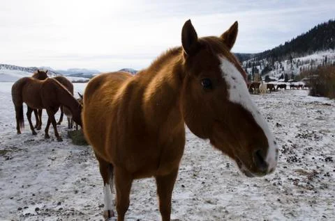Horses in the snow Stock Photos