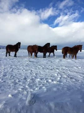 Horses in the Snow Foto stock