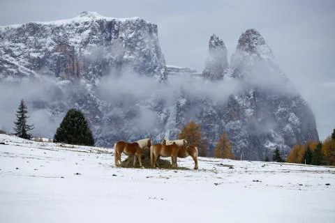 Horses in snow Stock Photos