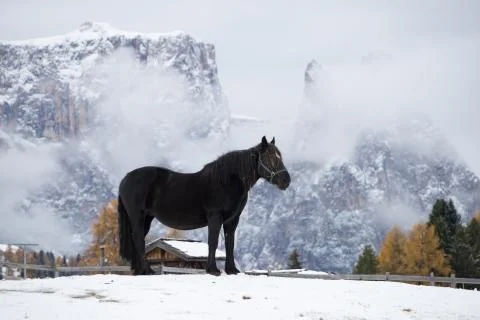 Horses in snow Stock Photos