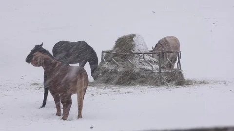 Horses in Snow Storm Stock Footage 71150960