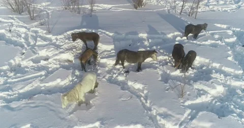 Horses in the snow in winter. Video stock 231968832