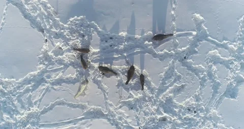 Horses in the snow in winter. Top down view. Drone landing Video stock 231968782