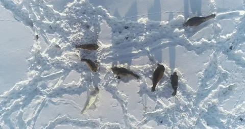 Horses in the snow in winter. Top down view. Drone takeoff Video stock 231968846