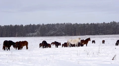 Horses on a snowy field Stock Footage 103294963