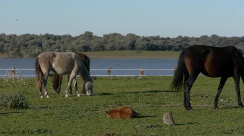 Horses spring Stock Footage 59216199