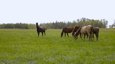 Horses on spring pasture Stock Footage 69861400