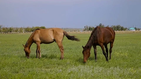 Horses on spring pasture Stock Footage 69861651