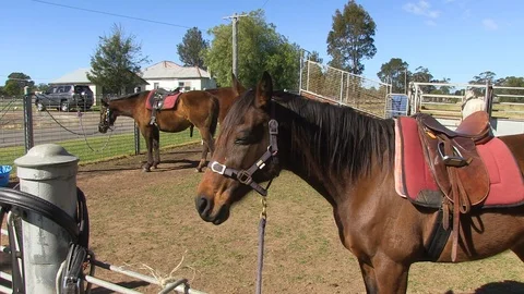 Horses on a stable in Australia Stock Footage 86763932