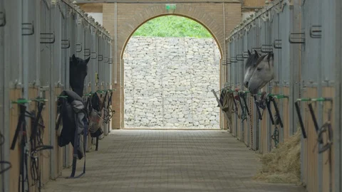 Horses in stable boxes Stock Footage 86835215