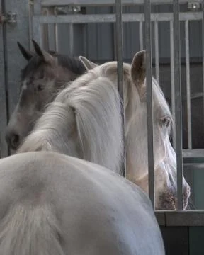 Horses in stable close up Stock-Fotos