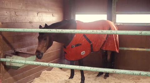 Horses in the stable Stock Footage 61388490