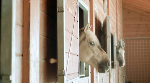 Horses in stable Stock Footage 62593985