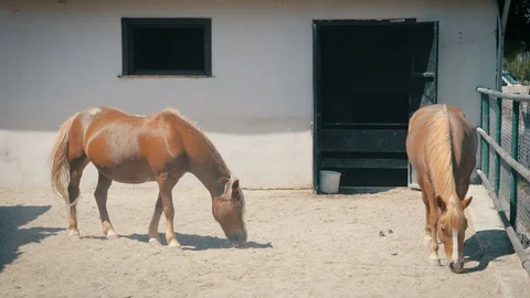 Horses At The Stable Stock Footage 86275301