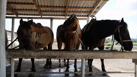 Horses in the stable Horses resting in a stable Stock Footage 111885034