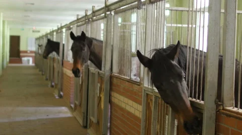 Horses in stable, interior Video stock 51368110
