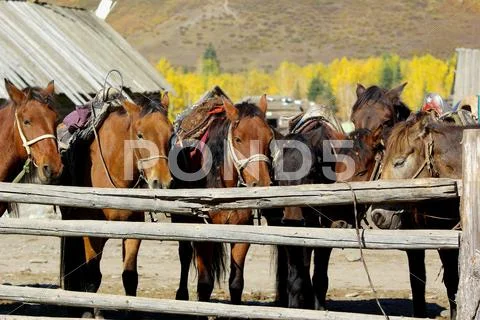 Horses in stable Stock Photos