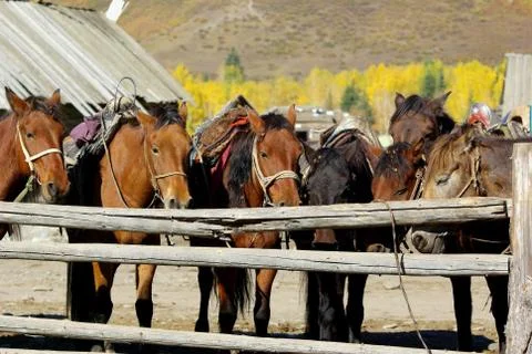 Horses in stable Stock Photos
