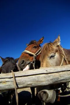 Horses in stable Stock Photos