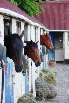 Horses in a stable Stock Photos
