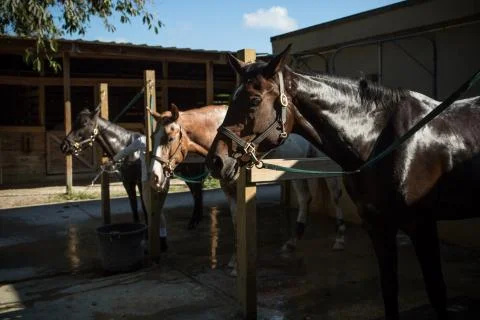 Horses in stable Stock Photos