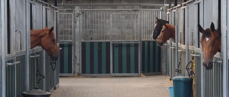 Horses in stable Stock-Fotos