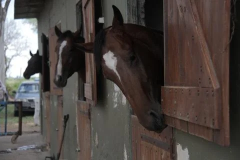 Horses in the stable Stock Photos