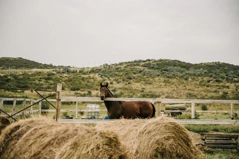 Horses in stable Stock Photos