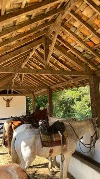 Horses in the stable Stock Photos
