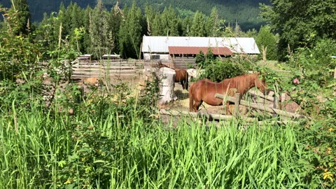 Horses in stable, rolls on back Stock Footage 146989788