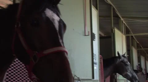 Horses in Stable at Track 스톡 동영상 58670168
