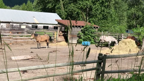 Horses in stable, wild grass in foreground Stock Footage 146989540
