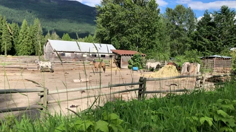 Horses in stable, wild grass in foreground Stock Footage 146989587