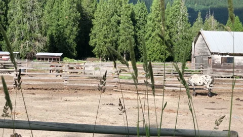 Horses in stable, wild grass in foreground Stock Footage 146989624