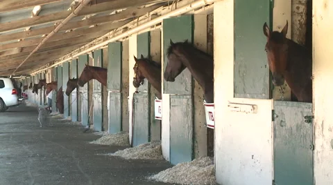 Horses in stables Video stock 40823325