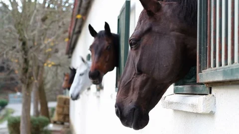 Horses in the stables Stock Footage 99934816