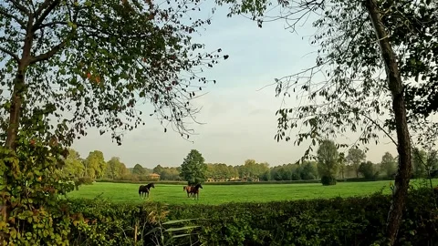 Horses at the stables in freedom Stock Footage 245930237