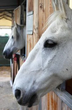 Horses in stables Stock Photos