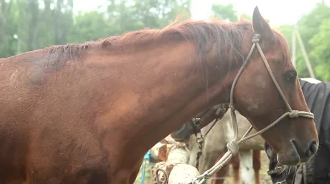 Horses in the stall Stock Footage 51364528