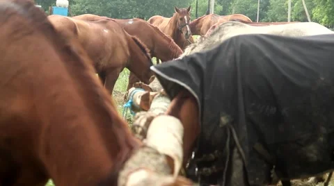 Horses in the stall Stock Footage 51364532