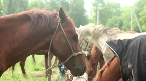 Horses in the stall 스톡 동영상 51364544